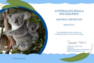 Charities - Koala Adoption