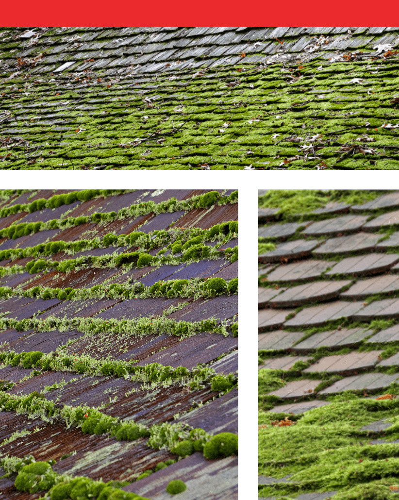 Roof Moss Cleaning Roof Plus NJ